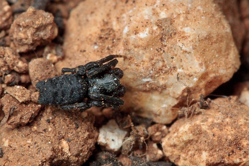 Maschio di Cyrtophora citricola - Malta